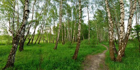 Fototapeta premium A summer walk through the forest, a beautiful panorama.