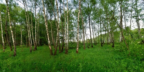 Foto op Canvas A summer walk through the forest, a beautiful panorama. © Юрий Фатеев