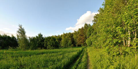 Fototapeta na wymiar A summer walk through the forest, a beautiful panorama.