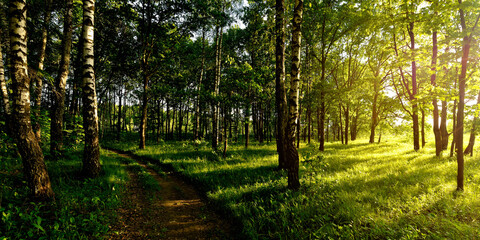 A summer walk through the forest, a beautiful panorama.