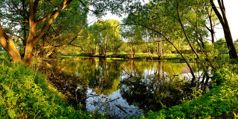 Obraz premium A summer walk through the forest, a beautiful panorama.