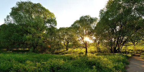 A summer walk through the forest, a beautiful panorama.