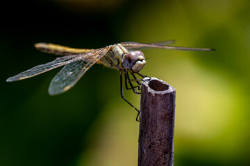 libelula en el jardín de casa