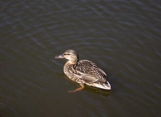 Mallard duck in pond water