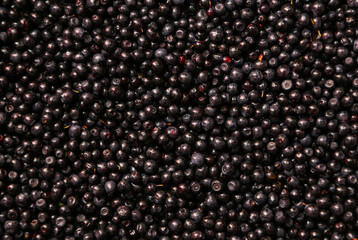 Background from freshly picked blueberries. Background of fresh washed blueberries close up