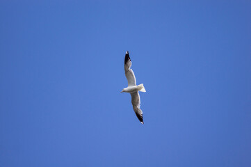 River gull soar in the sky
