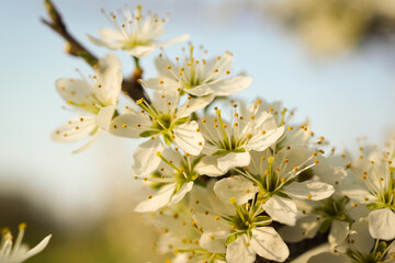white little flowers, plum blossoms