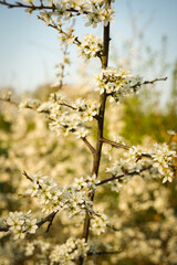 white little flowers, plum blossoms