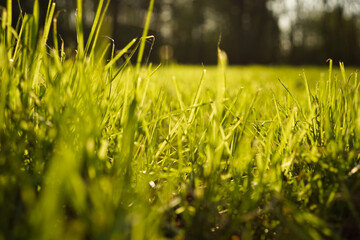warm sunny grass field with bokeh background