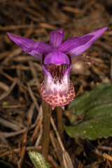 Fairyslipper or Deer's-head Orchid (Calypso bulbosa) - obrazy, fototapety, plakaty