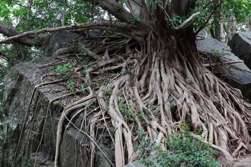 西平椿公園　巨大なアコウの根