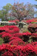 日輪寺つつじ公園の風景