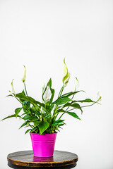 Image of spathiphyllum with pink flower pot on industrial wooden stool