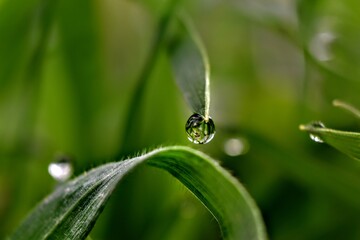 water droplet 