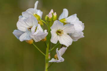 Obraz premium Close up of a cuckooflower (cardamine pratensis) in bloom