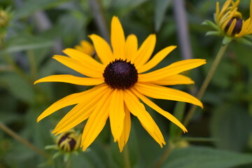 yellow flower in the garden
