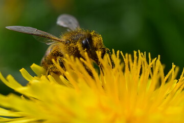 Close up bee on flower
