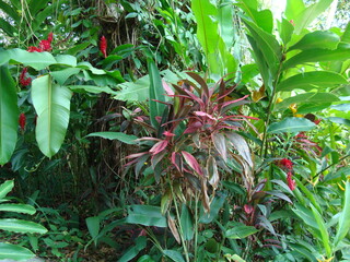 Flora de selva tropical 5