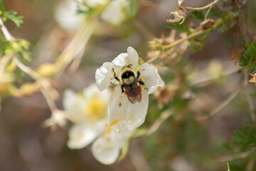 Hunt's Bumblebee on Flower
