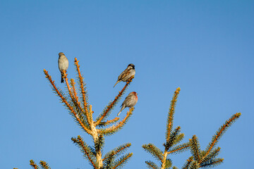 Birds on a branch