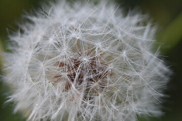 Fototapeta premium dandelion head