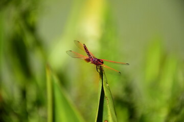 Nature