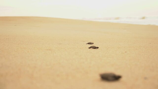 Documentary frames. Newborn sea turtles run on the beach to the water of the Pacific Ocean. Dawn. Soft sunlight. Extra Long Shot,