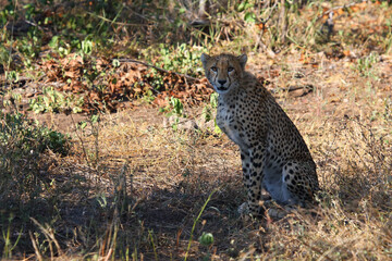 Gepard / Cheetah / Acinonyx jubatus.
