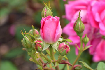 Roses blooming in the spring.