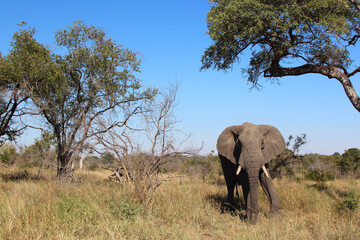 Obraz premium Afrikanischer Elefant / African elephant / Loxodonta africana