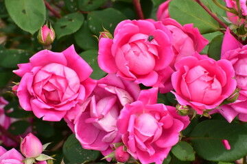 Roses blooming in the spring.
