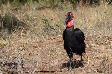 Kaffernhornrabe / Southern ground hornbill / Bucorvus leadbeateri