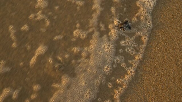 Documentary frames. Newborn sea turtles run on the beach to the water of the Pacific Ocean. Dawn. Soft sunlight. Extra Long Shot,