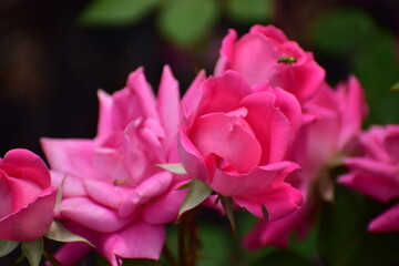Roses blooming in the spring.