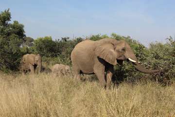 Fototapeta na wymiar Afrikanischer Elefant / African elephant / Loxodonta africana....