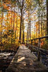 Narrow wooden footbridge over a stormy mountain river in a sunlit autumn forest in Vermont