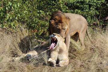 Afrikanischer Löwe / African lion / Panthera leo..