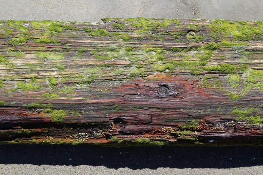 Wood center spine of old shipwreck scooner ship exposed on beach with moss, barnacles, rust deposit stains