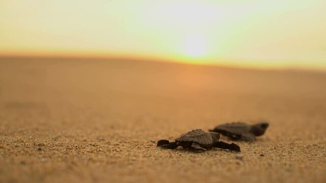 Newborn sea turtles run on the beach to the water of the Pacific Ocean. Extra Long Shot,