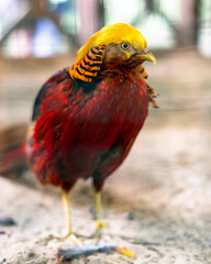 male golden pheasant