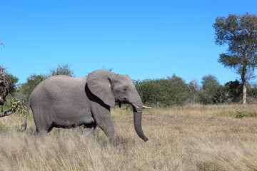 Fototapeta premium Afrikanischer Elefant / African elephant / Loxodonta africana