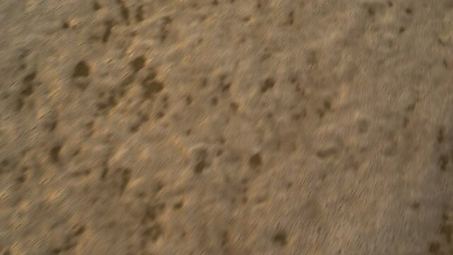 Newborn sea turtles run on the beach to the water of the Pacific Ocean. Extra Long Shot,
