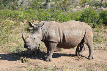 Obraz premium Breitmaulnashorn / Square-lipped rhinoceros / Ceratotherium Simum