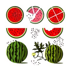Watermelon vector illustration. Set of whole watermelon and slices. Colorful objects for summertime.