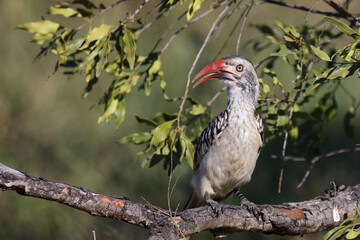 Rotschnabeltoko / Red-billed hornbill / Tockus erythrorhynchus