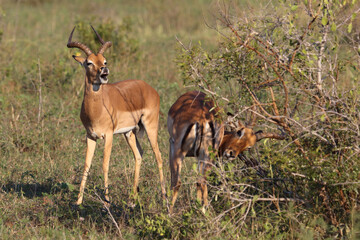 Schwarzfersenantilope / Impala / Aepyceros melampus