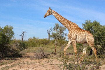 Giraffe / Giraffe / Giraffa camelopardalis