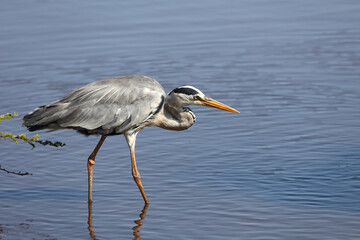 Afrikanischer Graureiher / Grey heron / Ardea cinerea