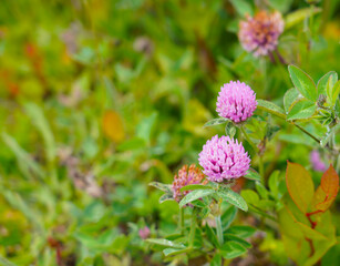 Red Clover Plant in the wild