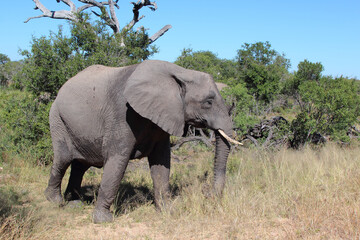Fototapeta premium Afrikanischer Elefant / African elephant / Loxodonta africana